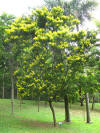 Caesalpinia-echinata.jpg (215664 bytes)