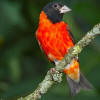 Carduelis_cucullata.jpg (30701 bytes)