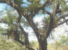 bromelias.jpg (14756 bytes)