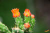opuntia bisetosa.jpg (29602 bytes)