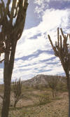 saroche7.jpg (809006 bytes)