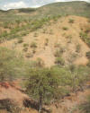 saroche9.jpg (1192861 bytes)