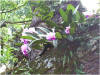 orquideas_en_el_parque.JPG (62259 bytes)