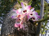 orquideas.jpg (152116 bytes)