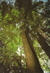 terepaima3.jpg (1230875 bytes)
