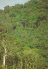 terepaima.jpg (1650025 bytes)