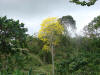 araguaney.jpg (192894 bytes)