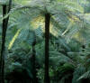helecho-arboreo1.jpg (32264 bytes)