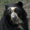 oso frontino.jpg (21991 bytes)